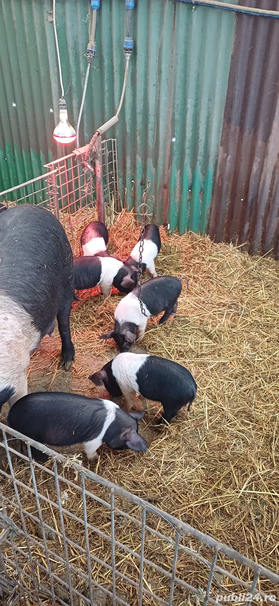 Purcei Bazna rasă pură 