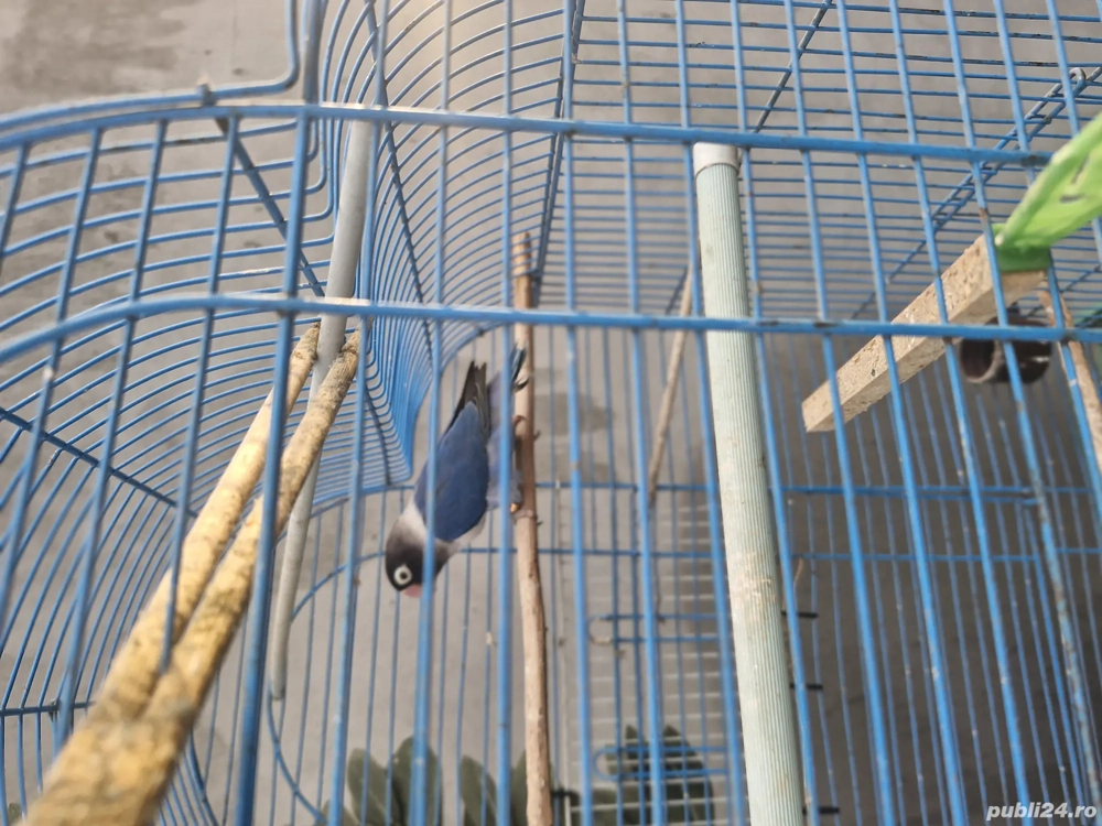 Papagali nimfă si un agaponis de vanzare 200 de lei buc.