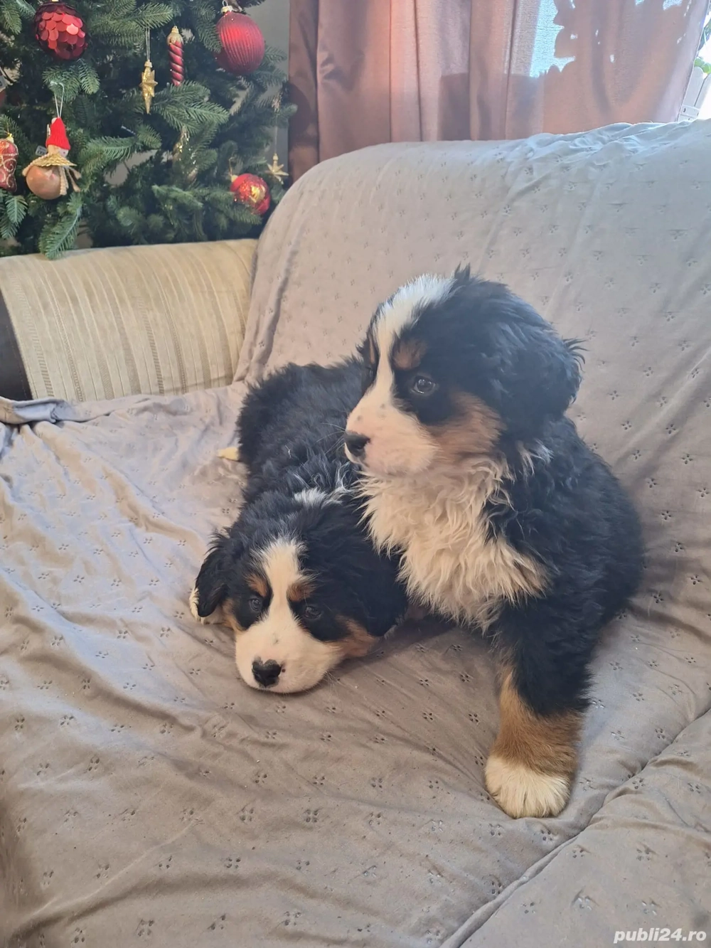 Femele Ciobanesc de Berna