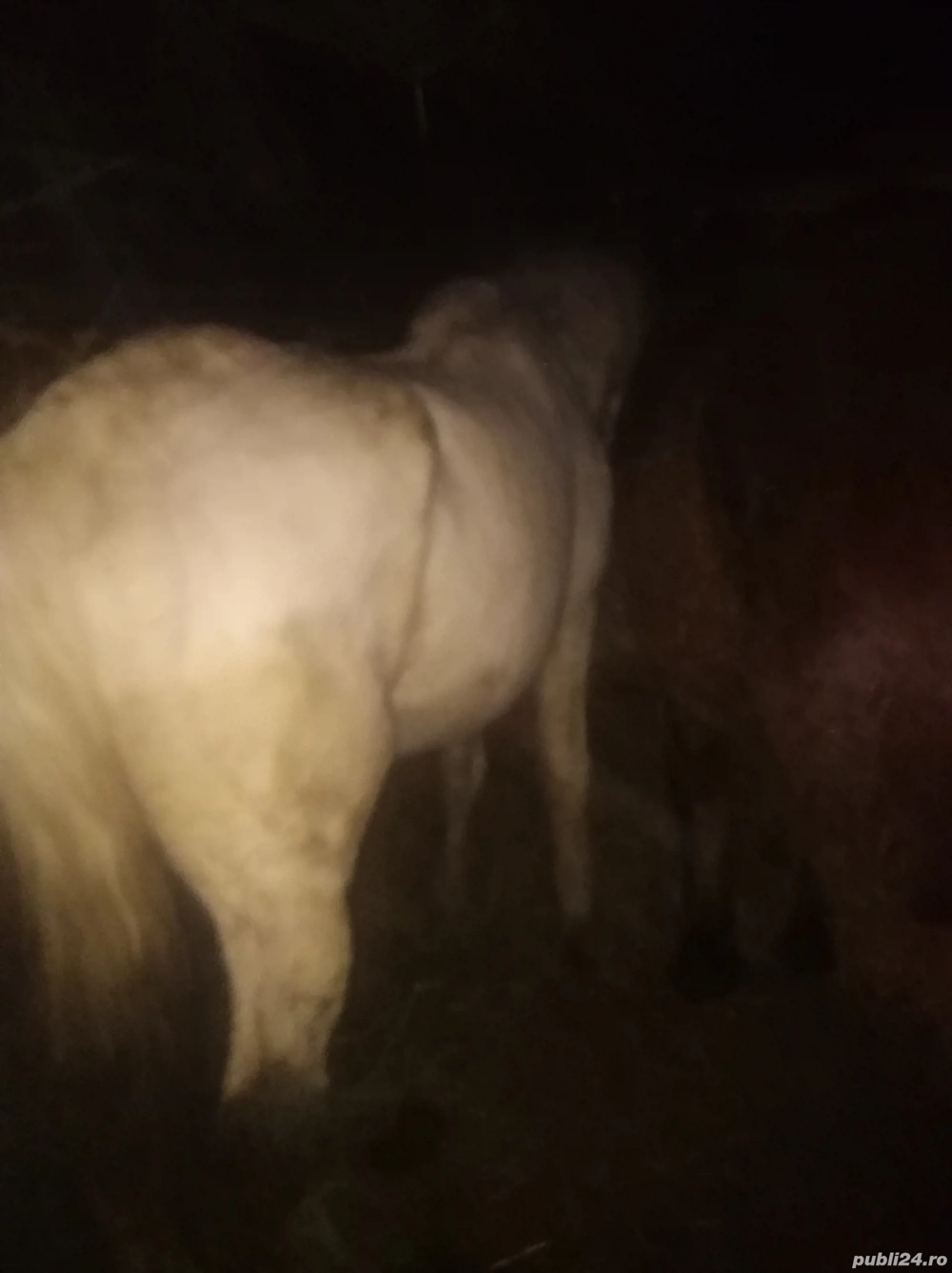 Vând iapa bună tragace sau schimb