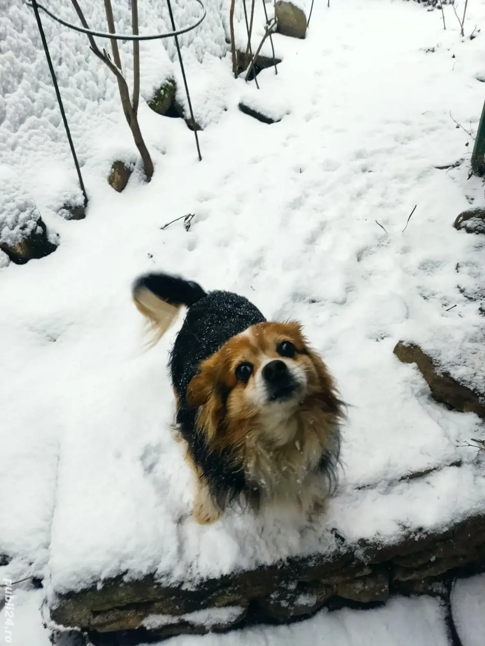 Cățel bun, frumos, inteligent, nepretențios, blând