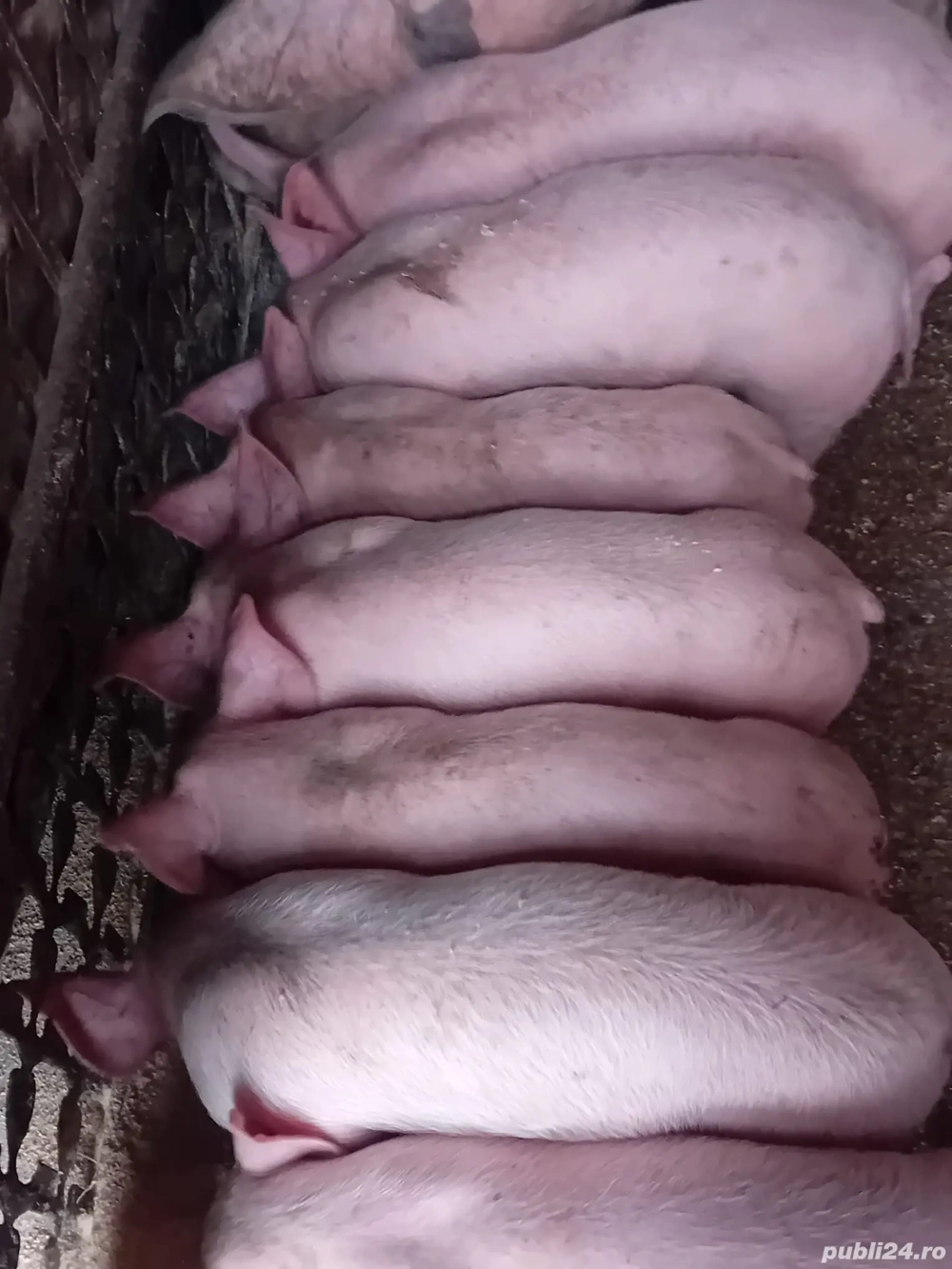 Vând purcei de tara, au 8 săptămâni