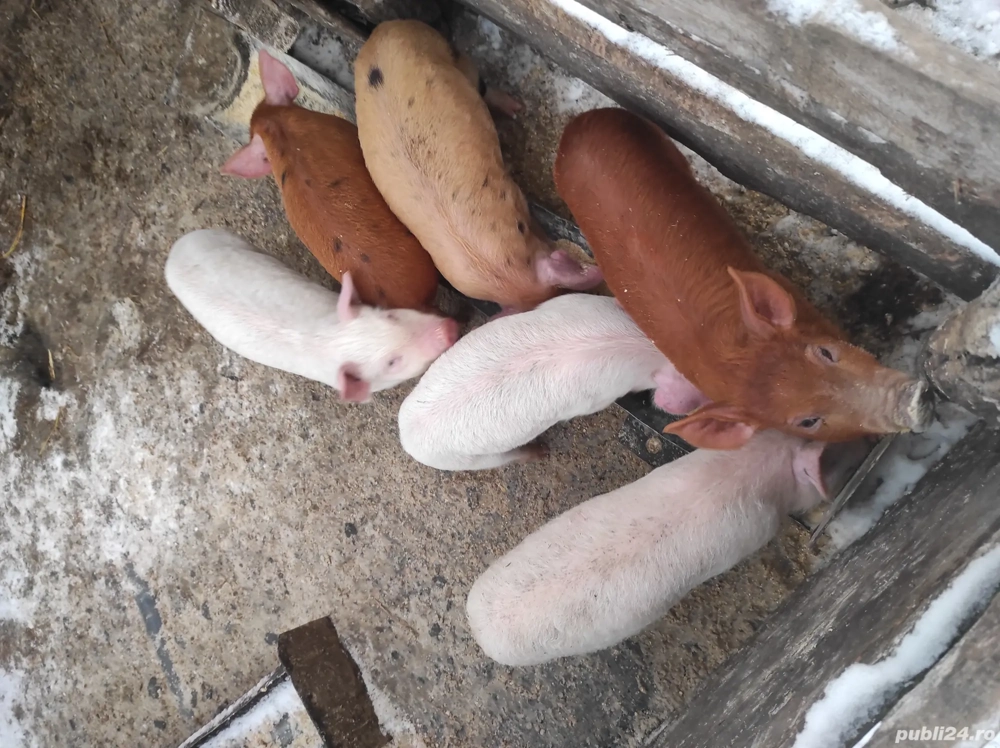 vand purcei, rasa  marele alb cu duroc