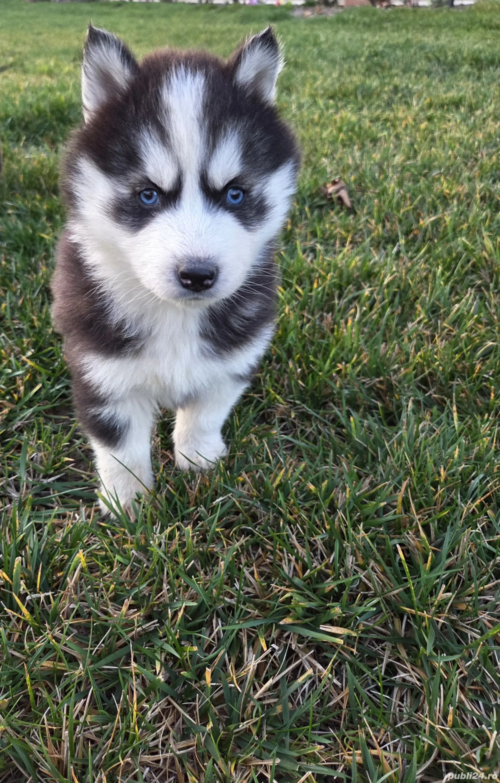 caine husky siberian