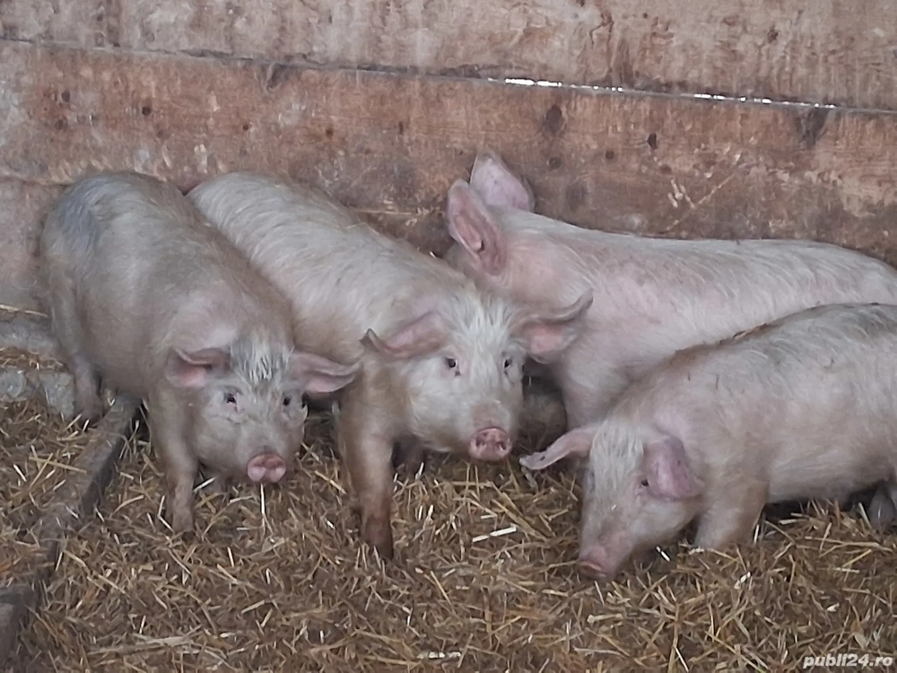 vând  4 soldani  (123 kg toți, o fost  căntărit  înpreună)