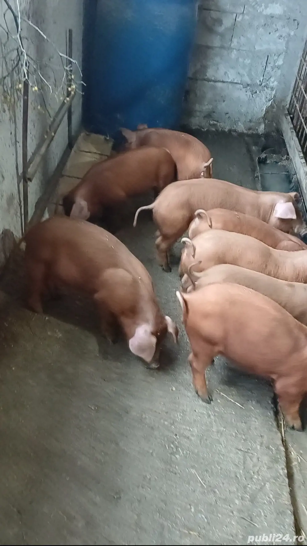 Duroc de reproducție 
