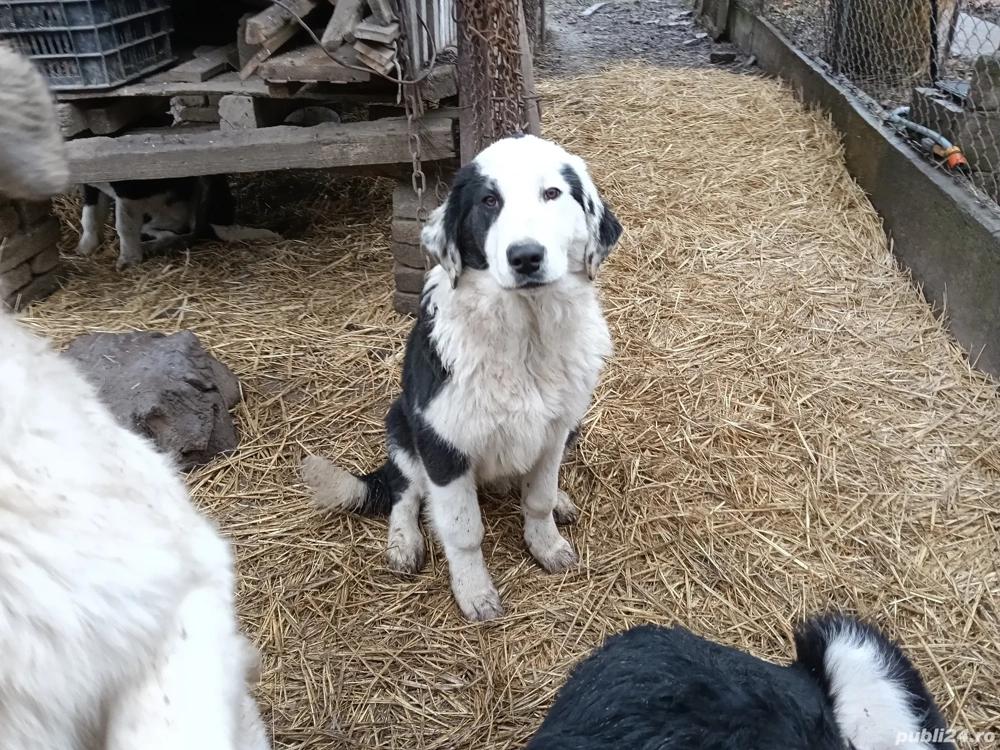 Ciobanesti de Bucovina