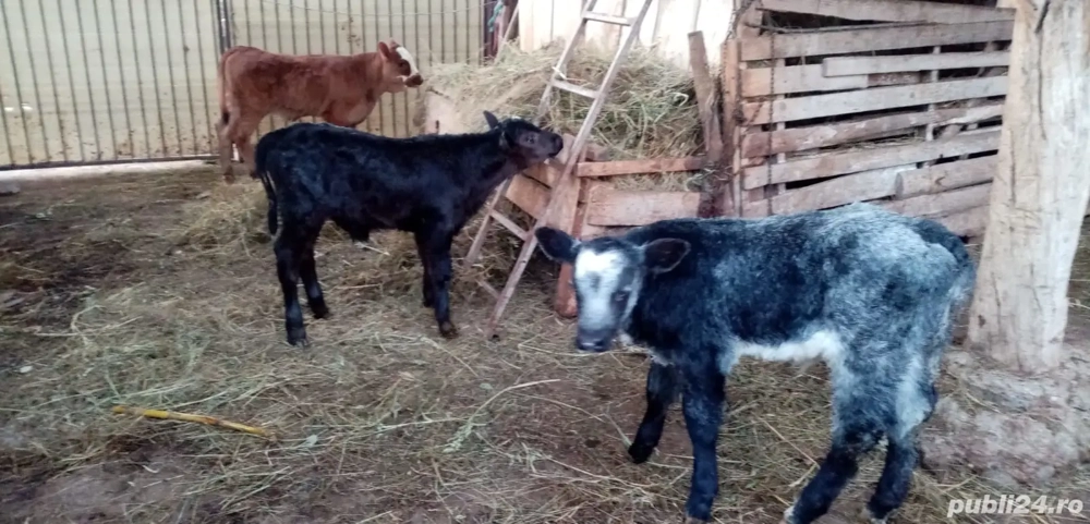 Vitei Taurasi rasa de Carne