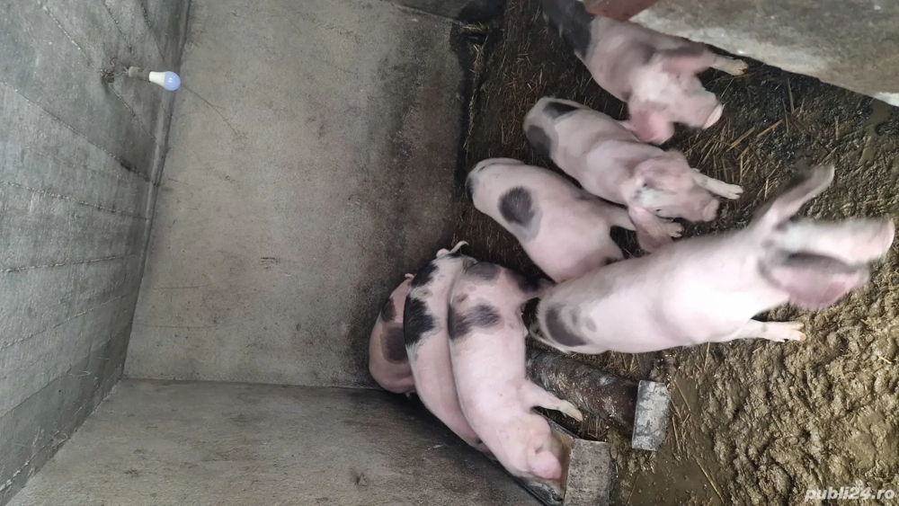 Porci de vanzare de 5 luni