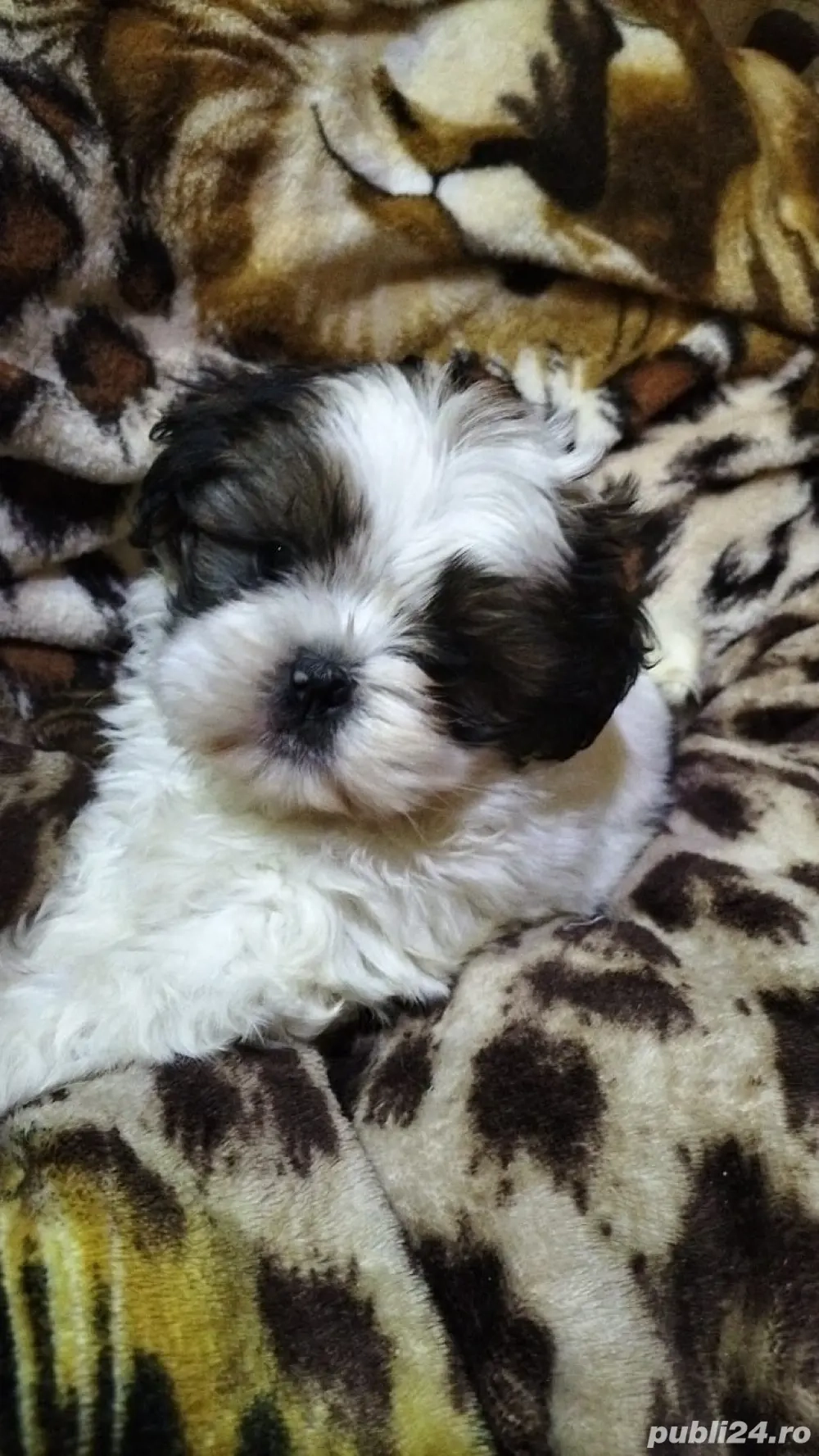 bichon havanez femela 2 luni