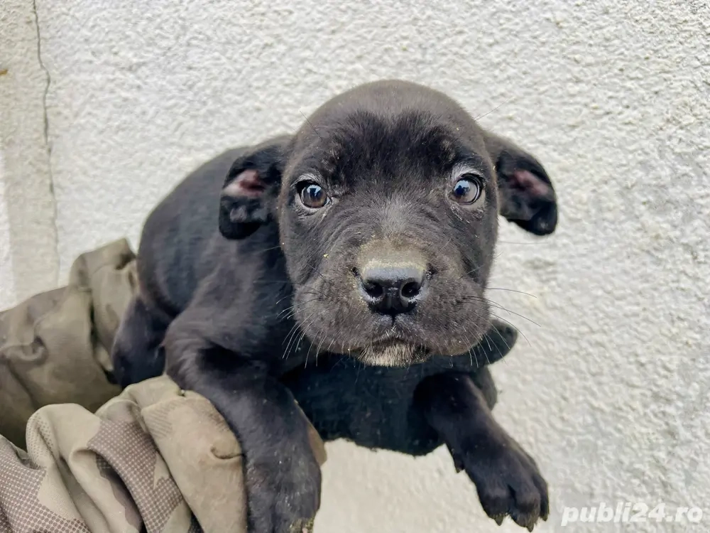 Pui Cane Corso 3 luni +