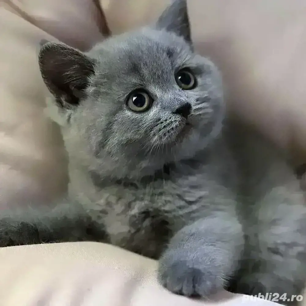   Pisicuțe British Shorthair Blue 