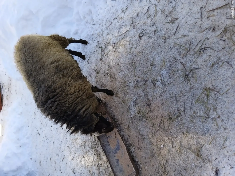 De vânzare berbec Romanov face doi ani în Aprilia Anu ăsta 