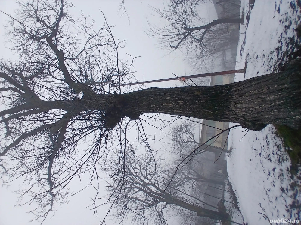 Vind buștean de nuc