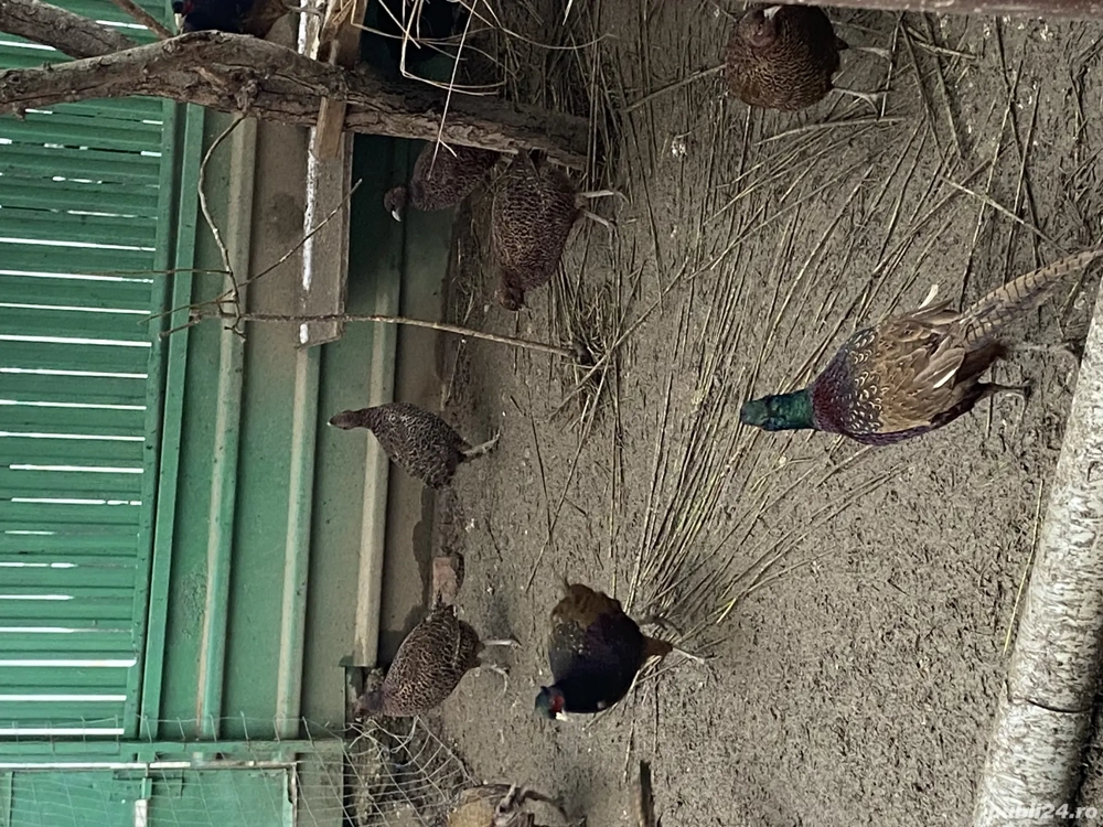 Fazani comuni și tenebros!