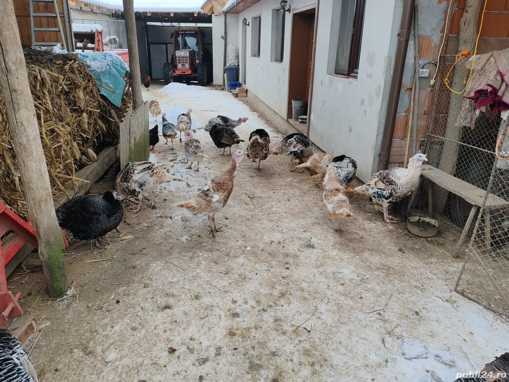 Curcani si curci de casă 