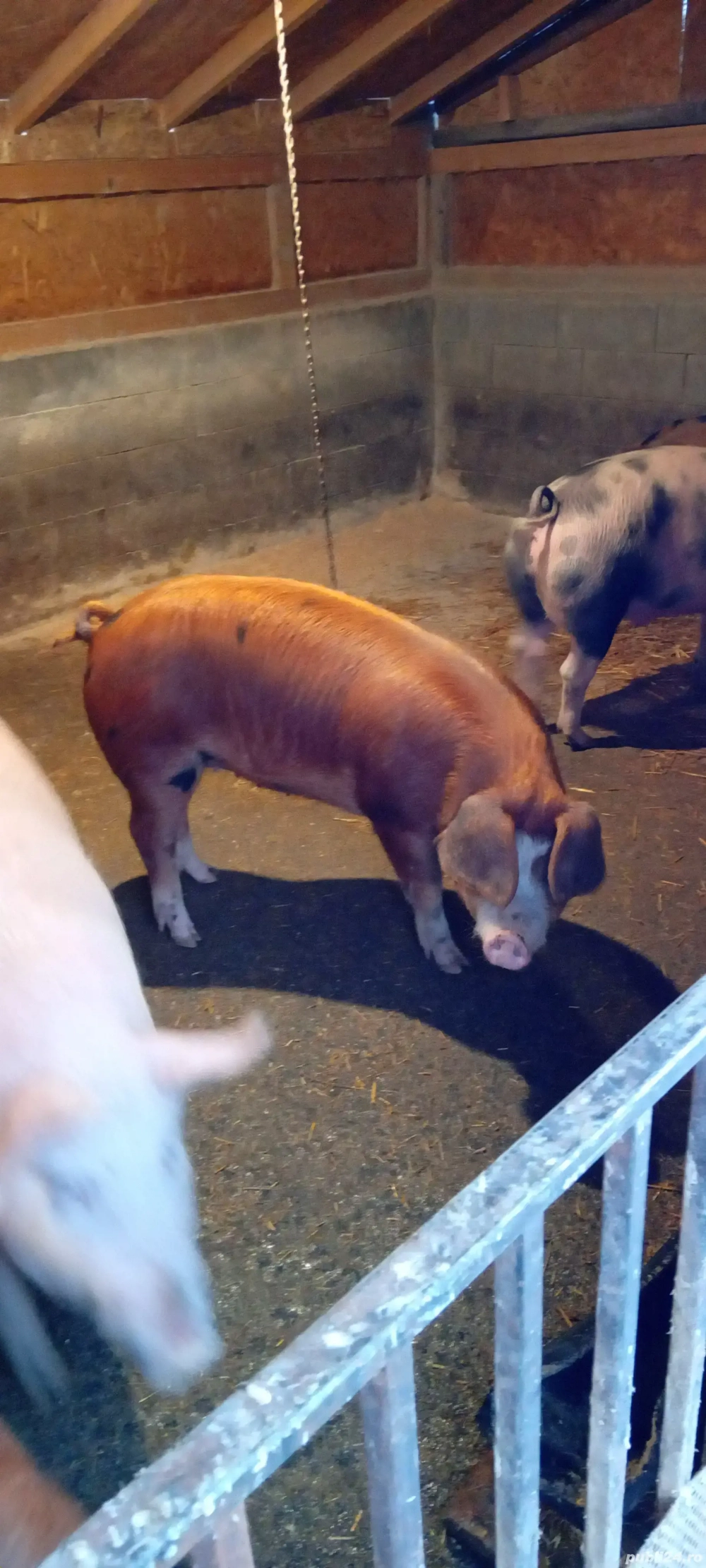 scrofiță duroc cu pietrain 