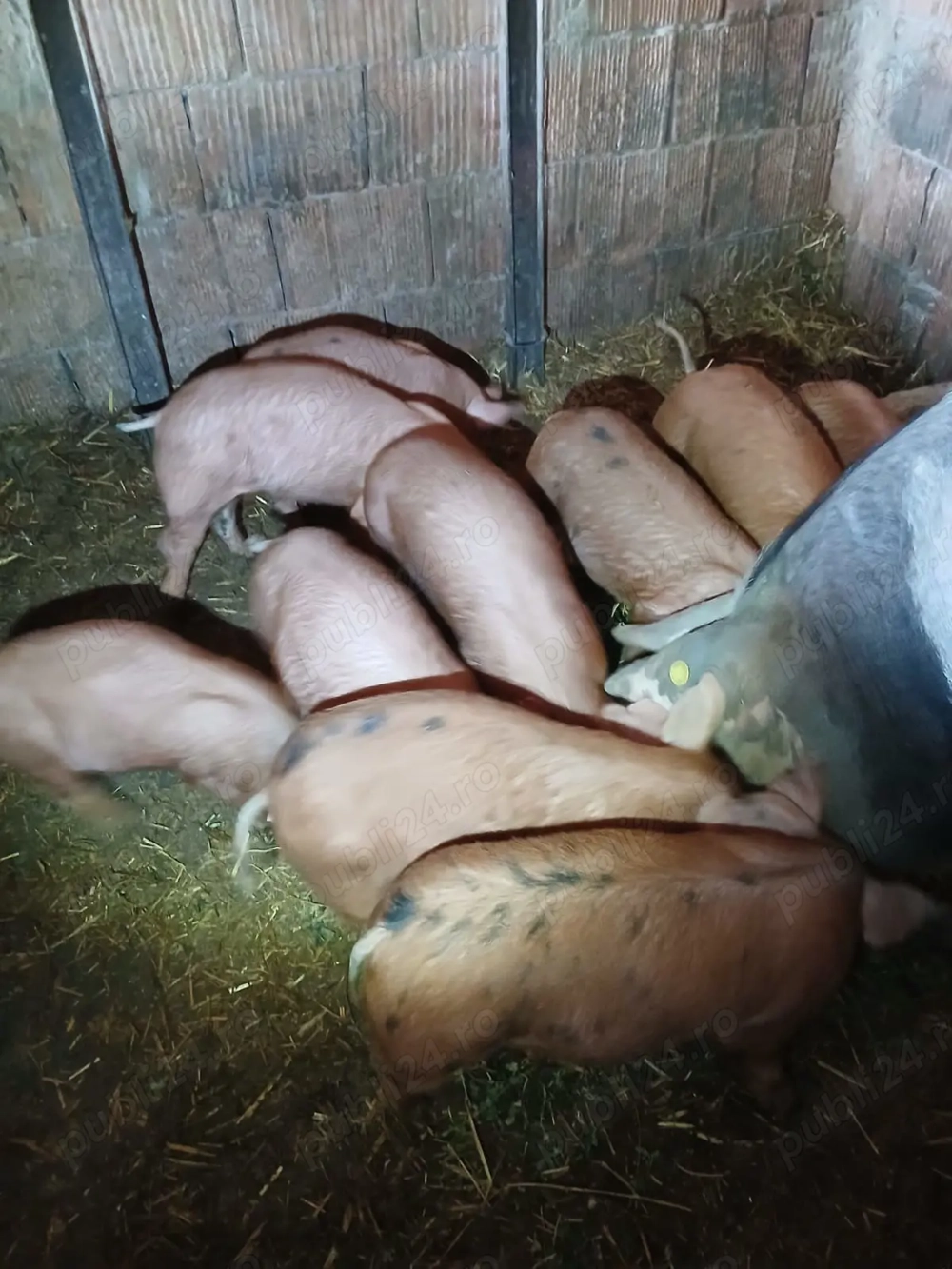 Vand purcei rasa duroc