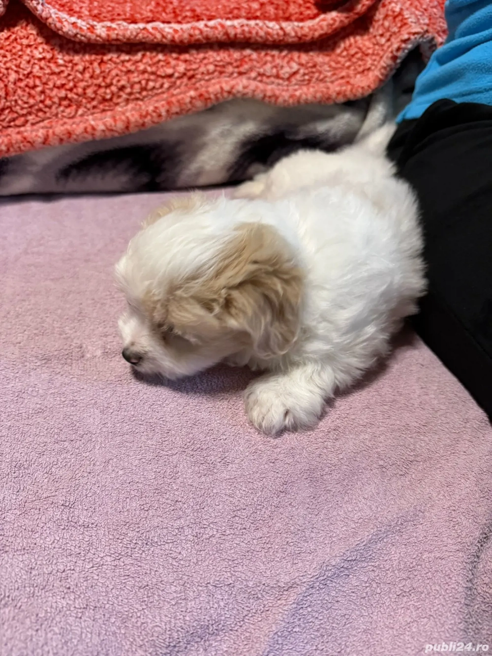 De vinzare bison maltez baietel 