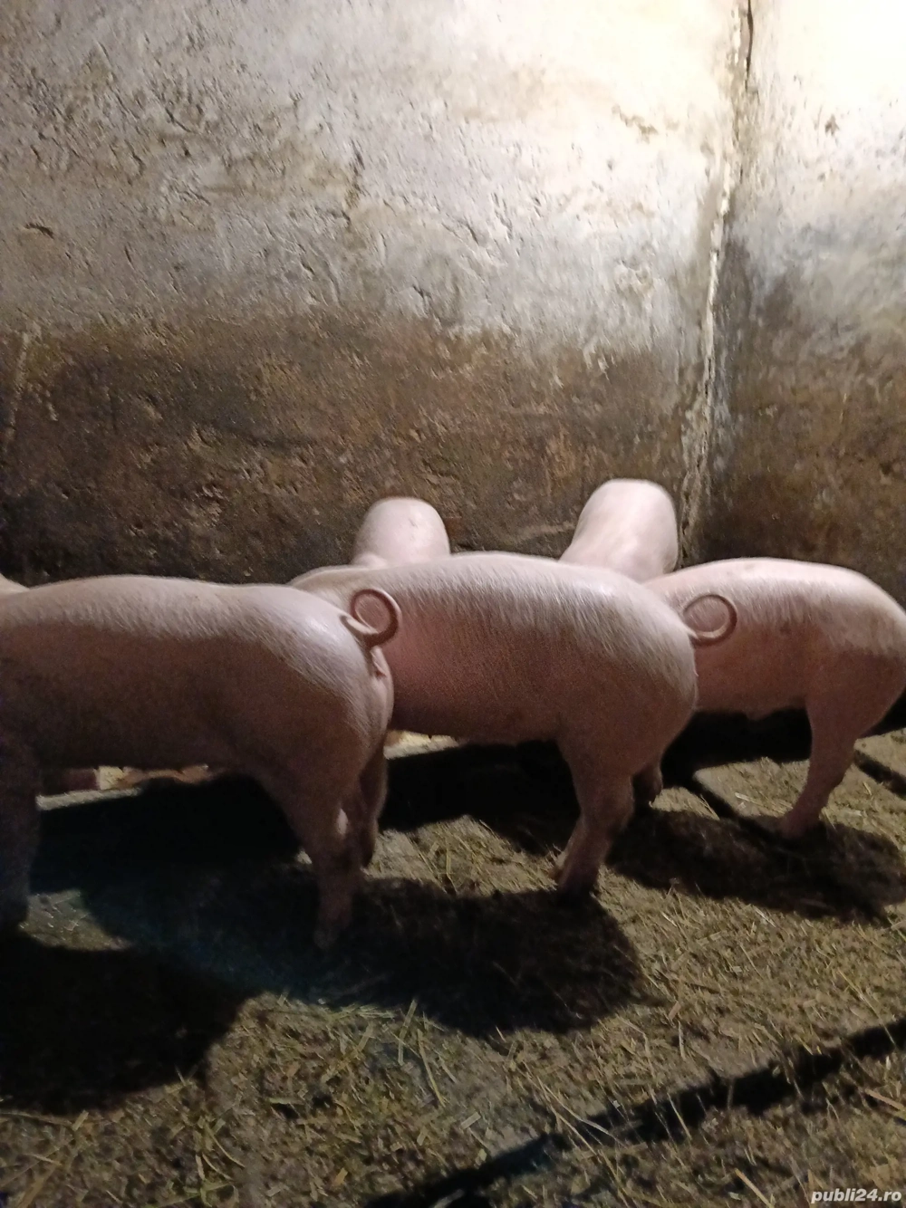 Vând purcei de nouă săptămâni.