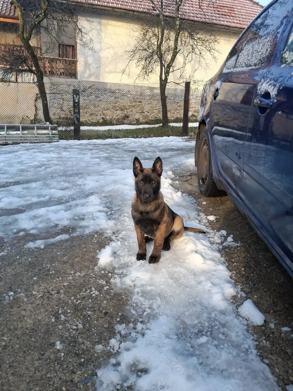 Belgian malinois,2 femele, 3 luni jumătate, vaccinate, deparazitate, carnet sănătate