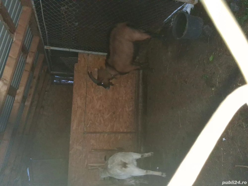 Vând mascul Alpin Francez de 1 an.