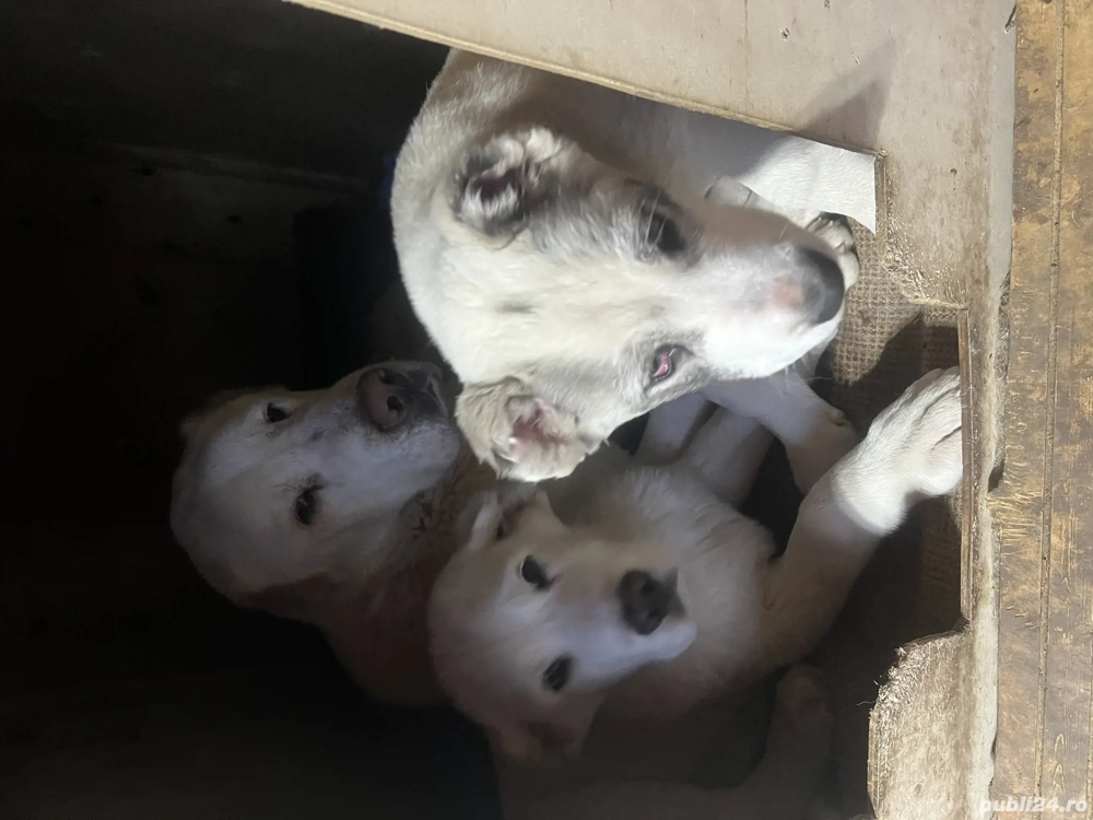 Fetiță și băiețel caută noi stapini iubitori 