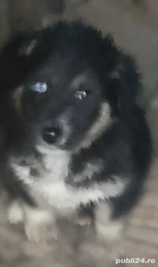 Vând căței hanski