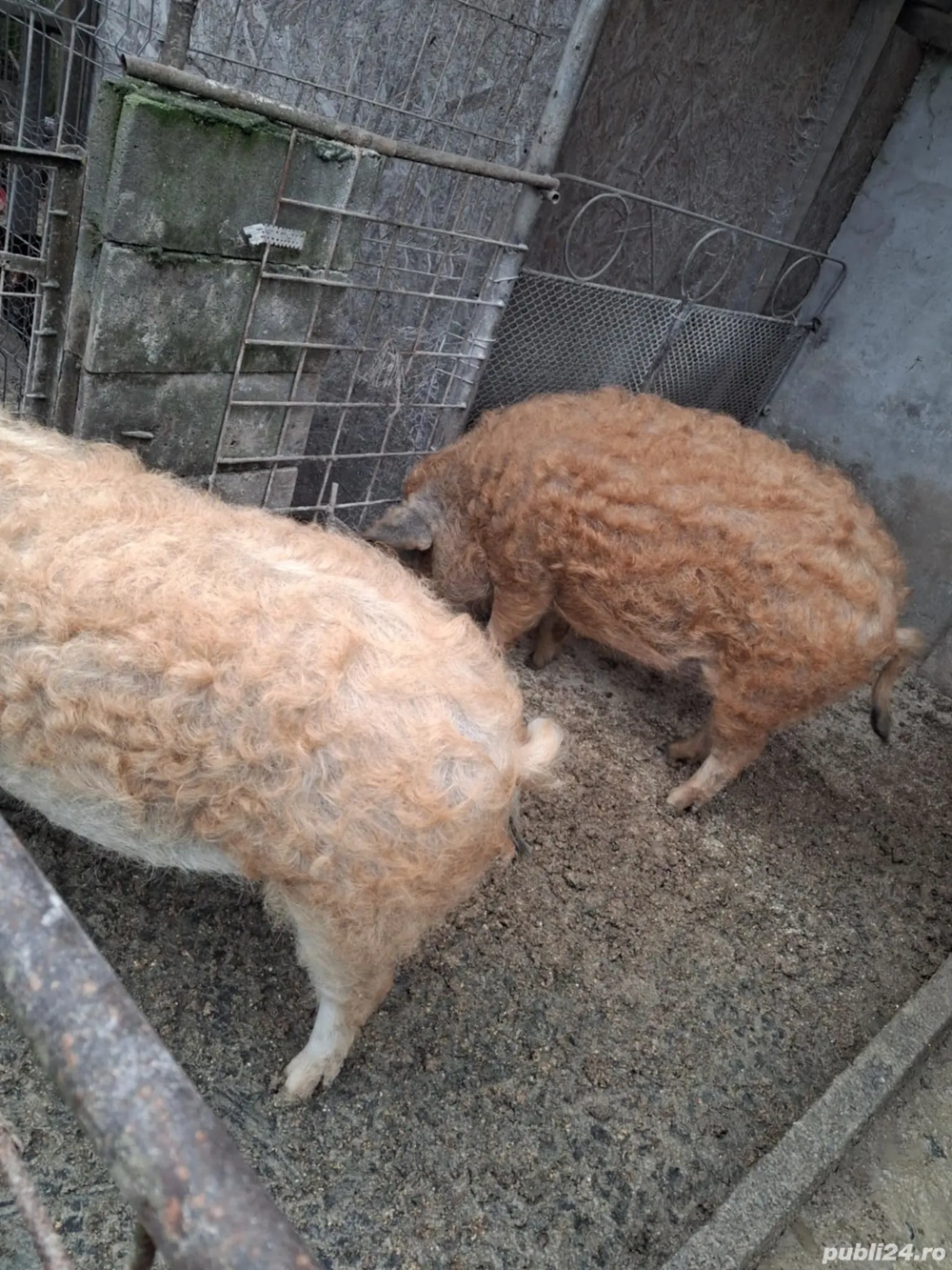 Slănină de vânzare și porc Mangalița 100-110kg