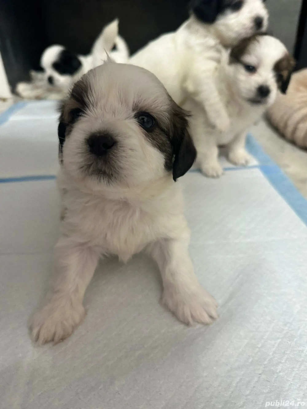 Shih-tzu talie mica