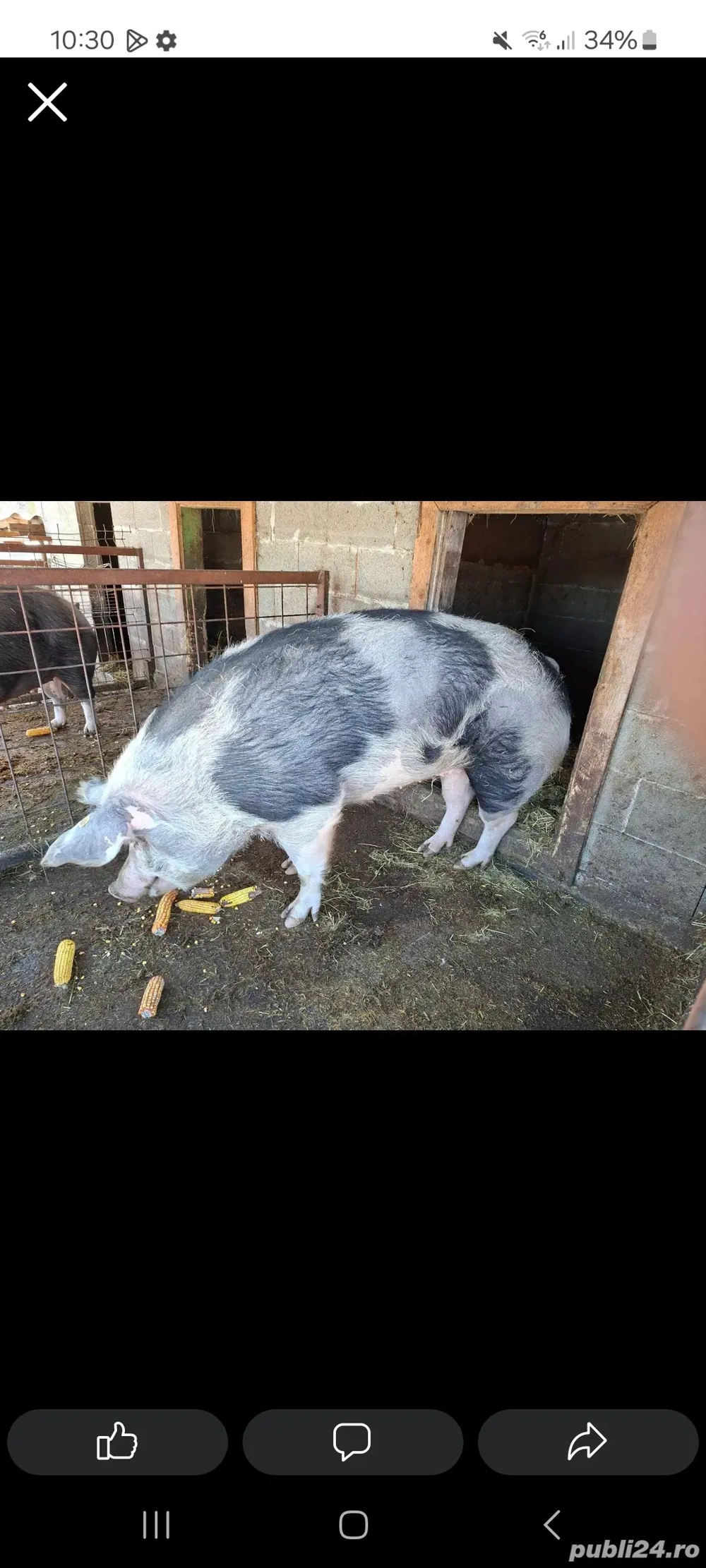 Vand scroafa in jur de 300 kg