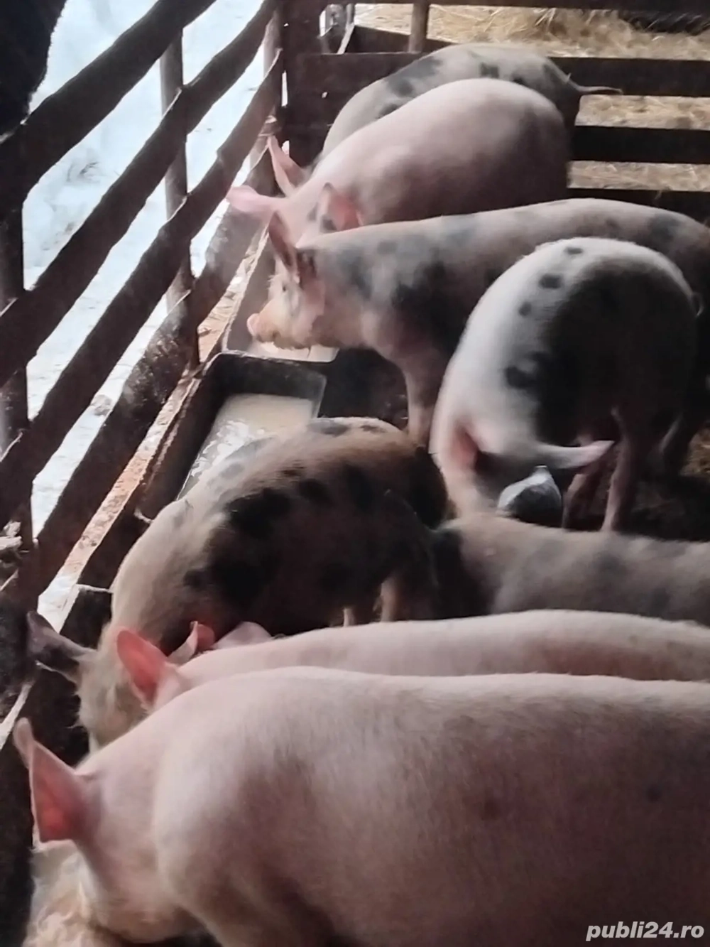 Purcei de vânzare!   