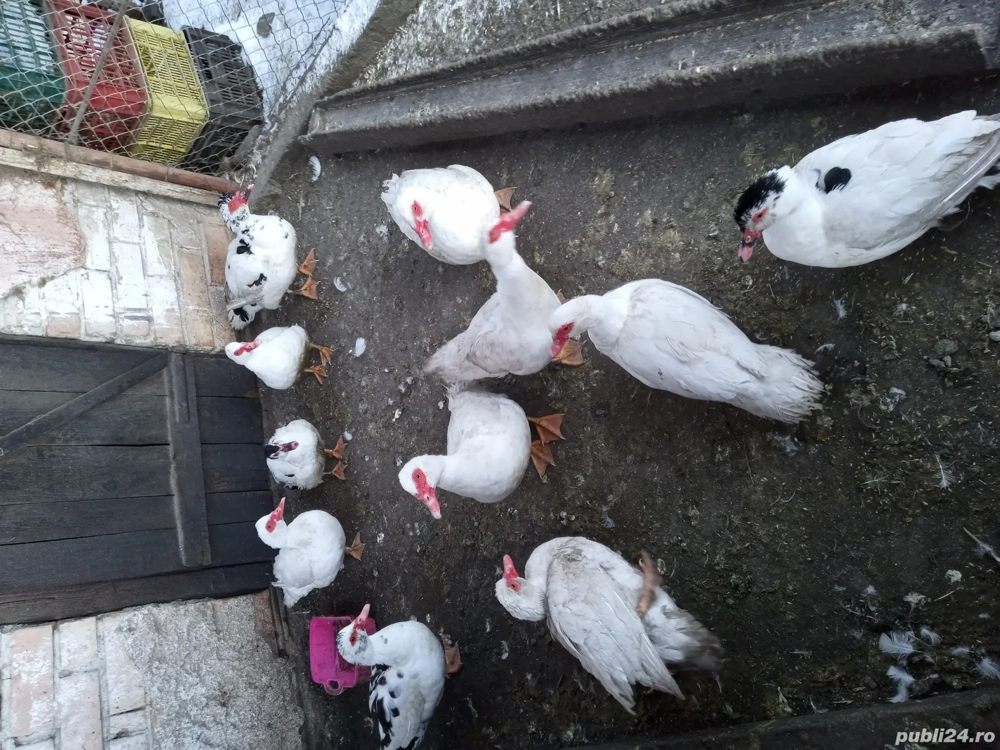 vand rate mute tinere