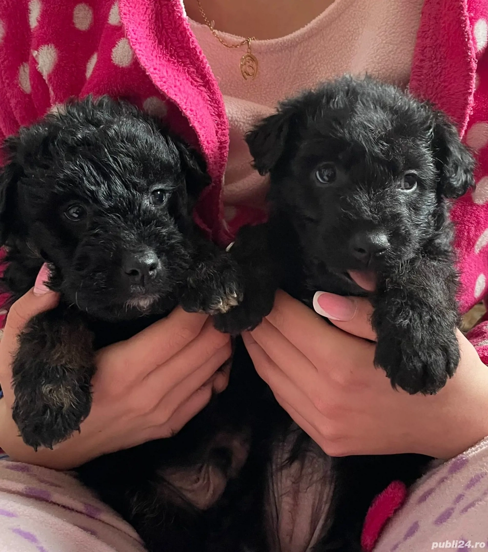 Terrier german de vânătoare (Jagdterrier)