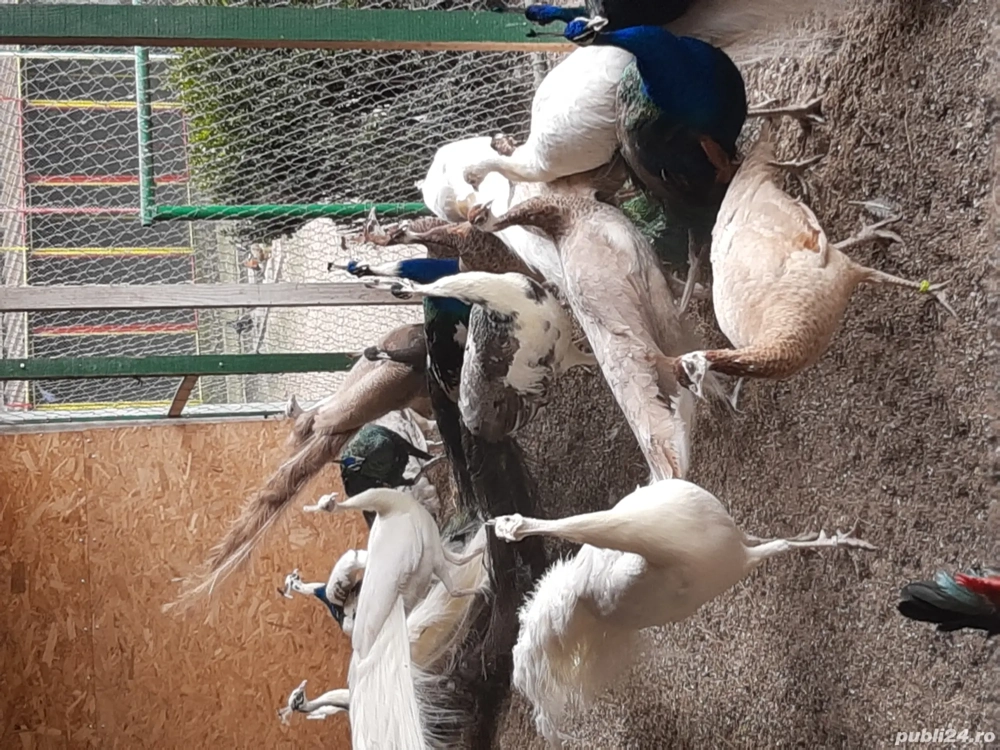 Păuni tineri și maturi