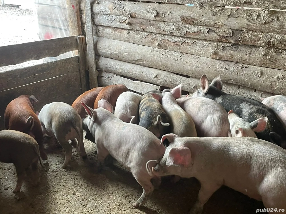 purcei de vânzare 