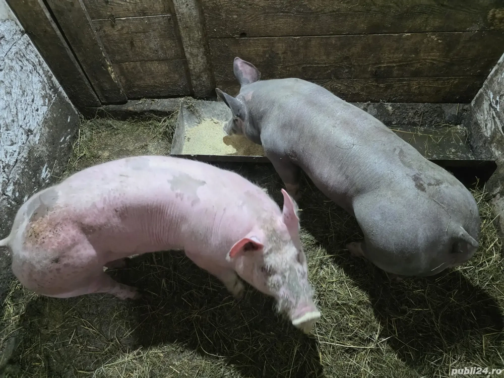 scrofita pietrain rasa pura