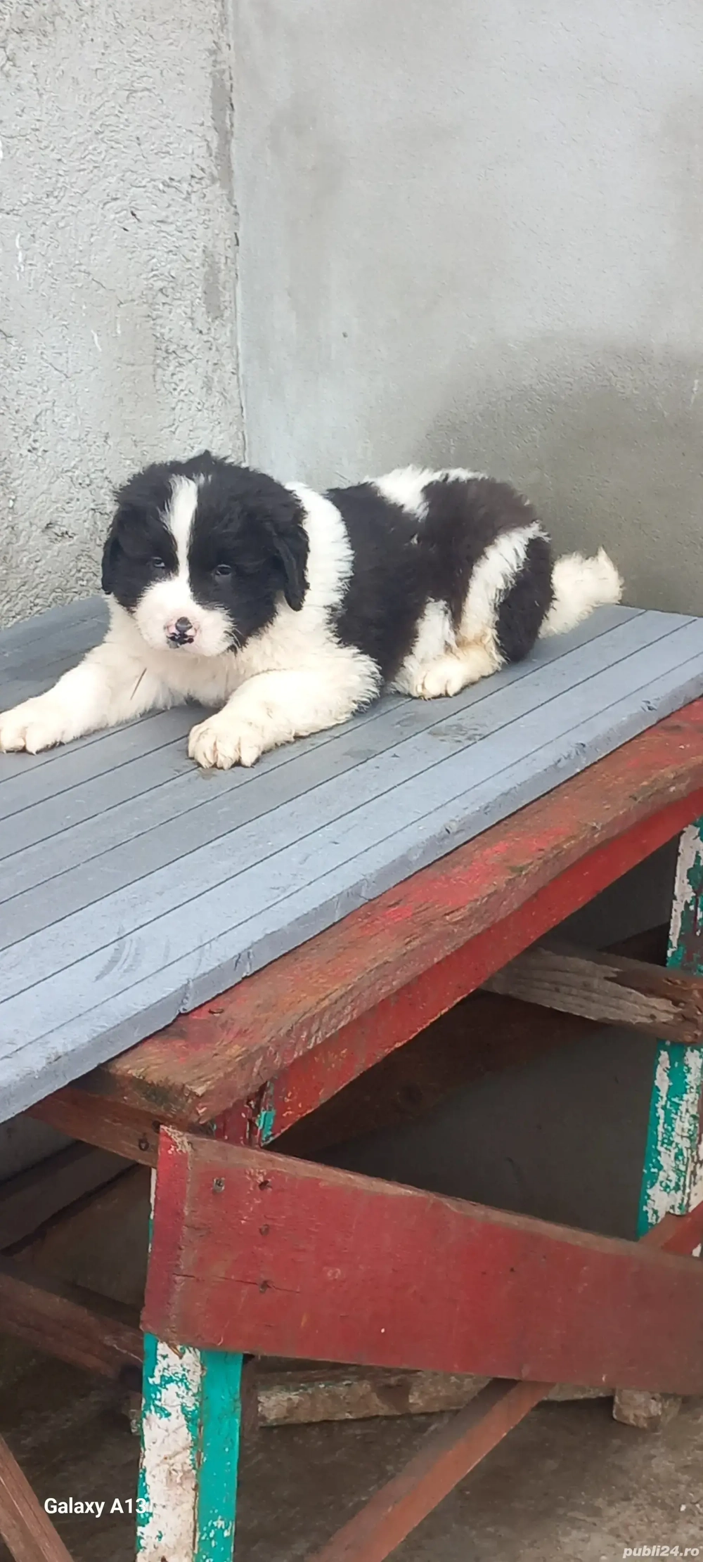 Pui ciobanesc Romanesc de Bucovina 