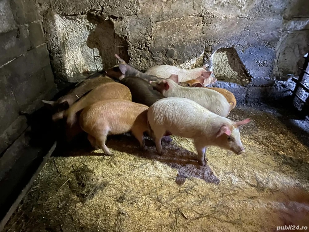 Vând purcei de 10 săptămâni 