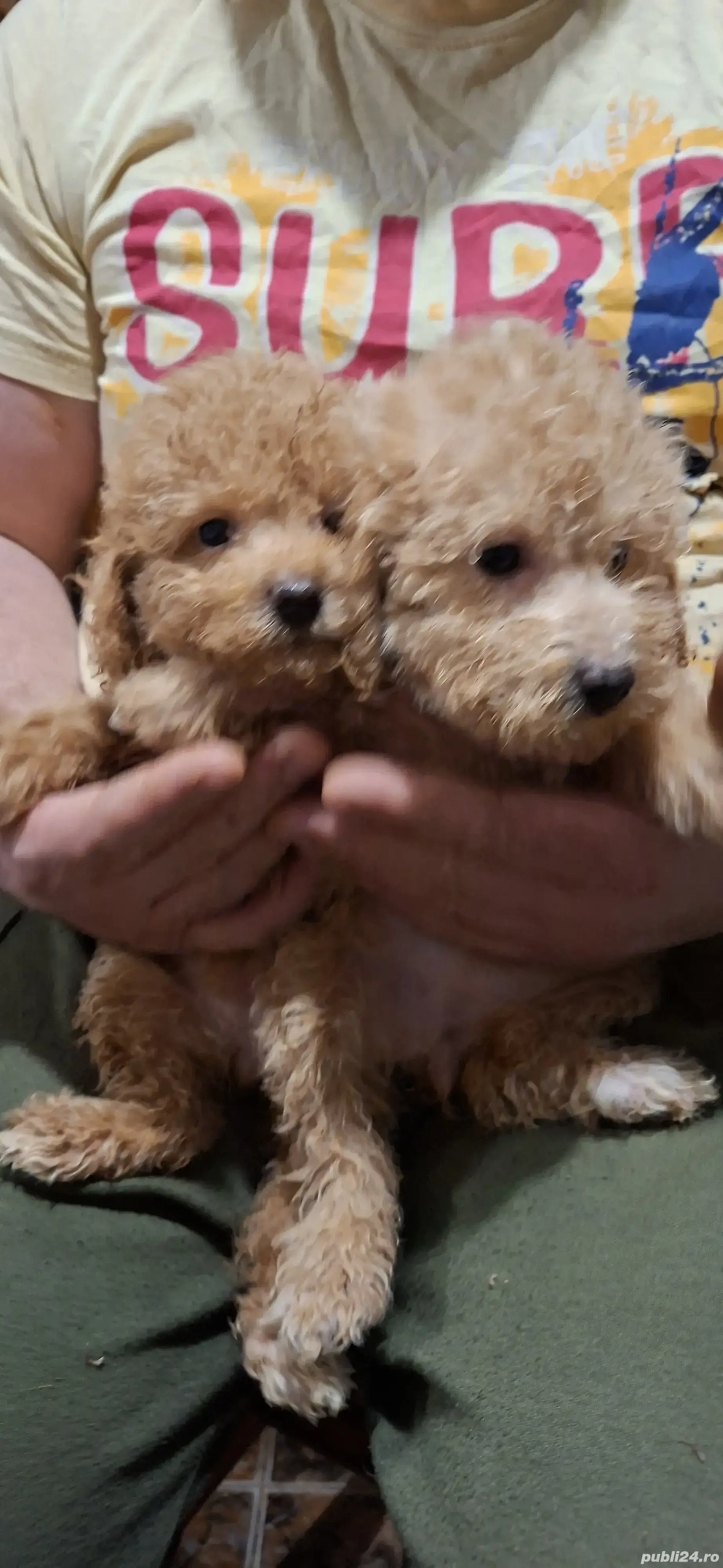 Pudel fetite si baietei