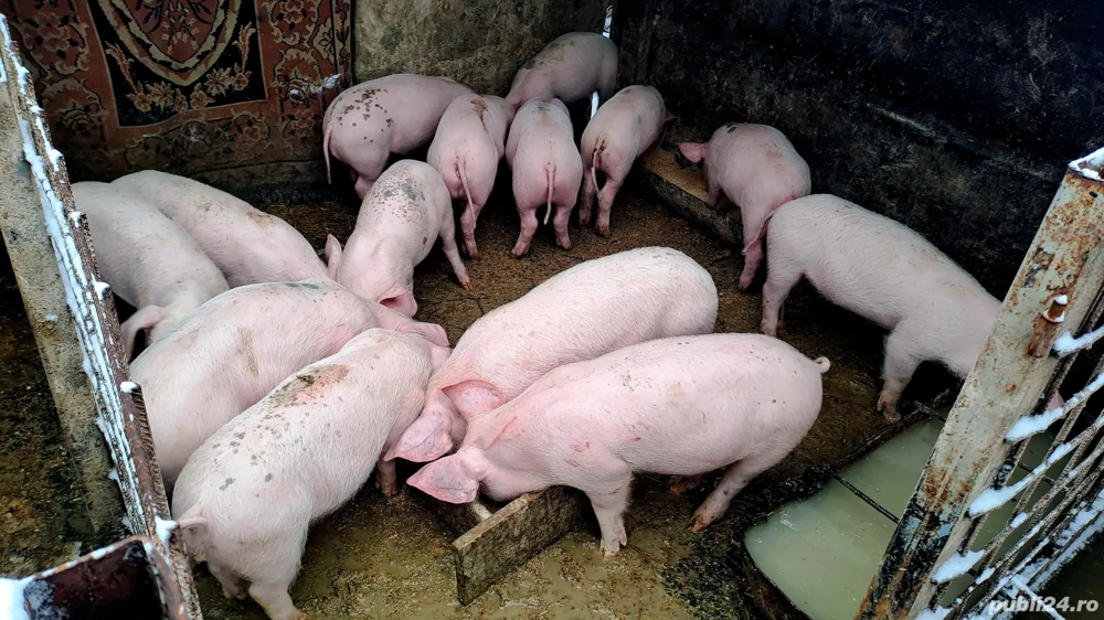 Purceii de vanzare!