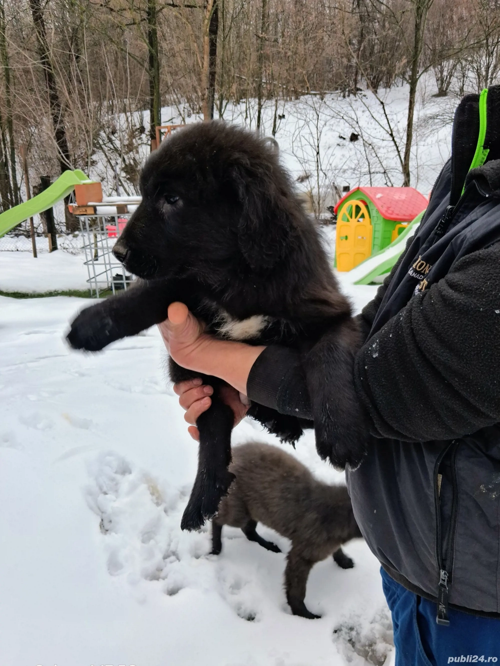 vând ciobănesc corb