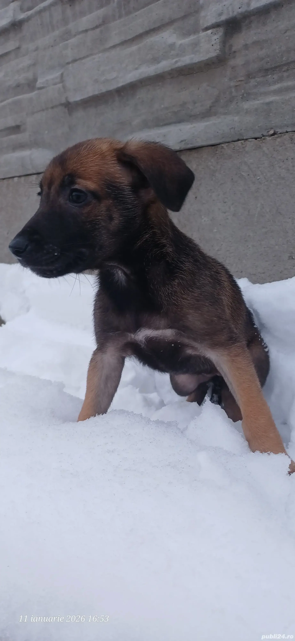    Pui adorabili își caută familii iubitoare 