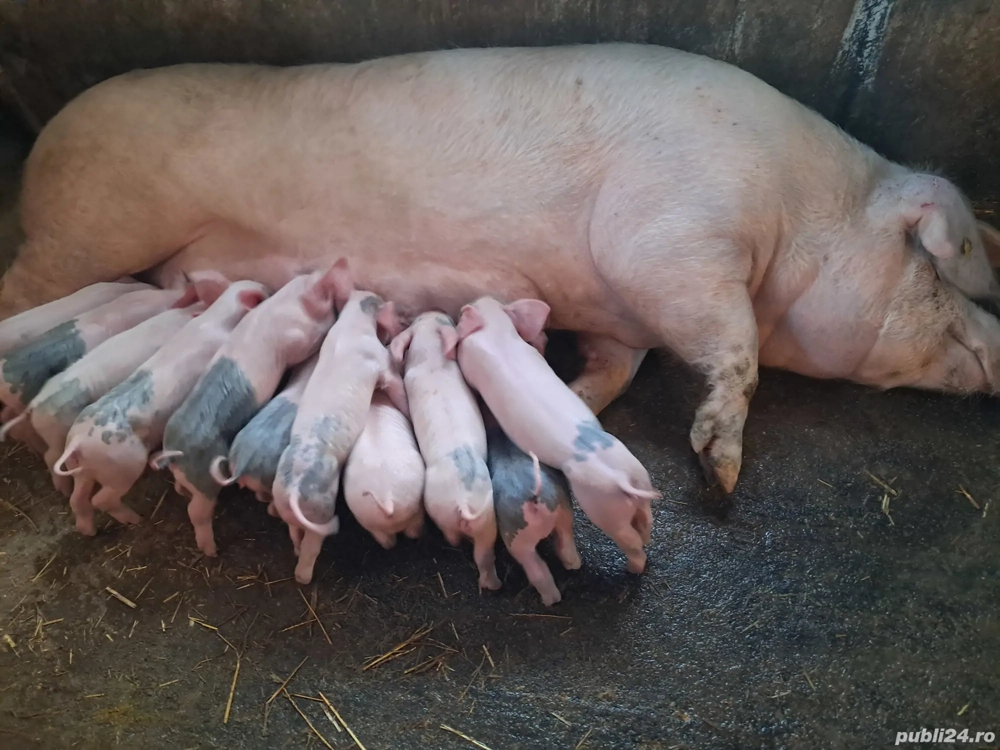 vand scroafa cu purcei