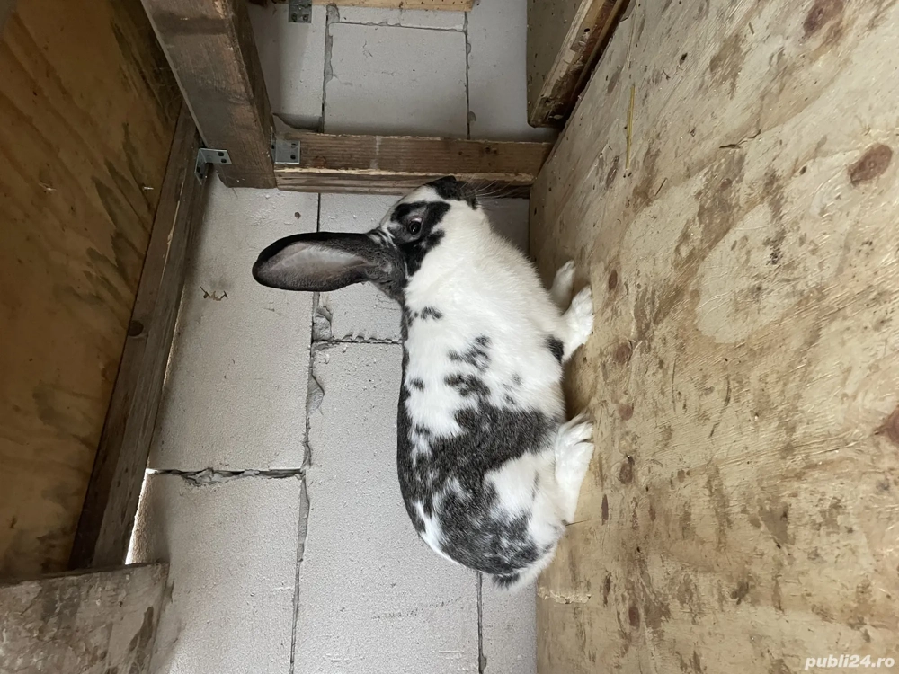 Vând mascul metis fluture 