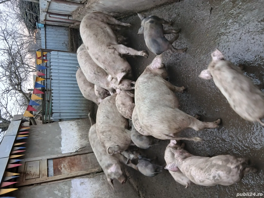 Vând porci diferite mărimi