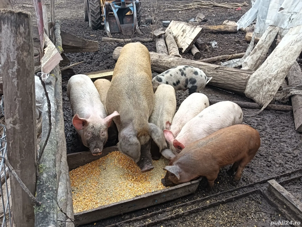 De vânzare doi porci mari la 150 si 180 kg 