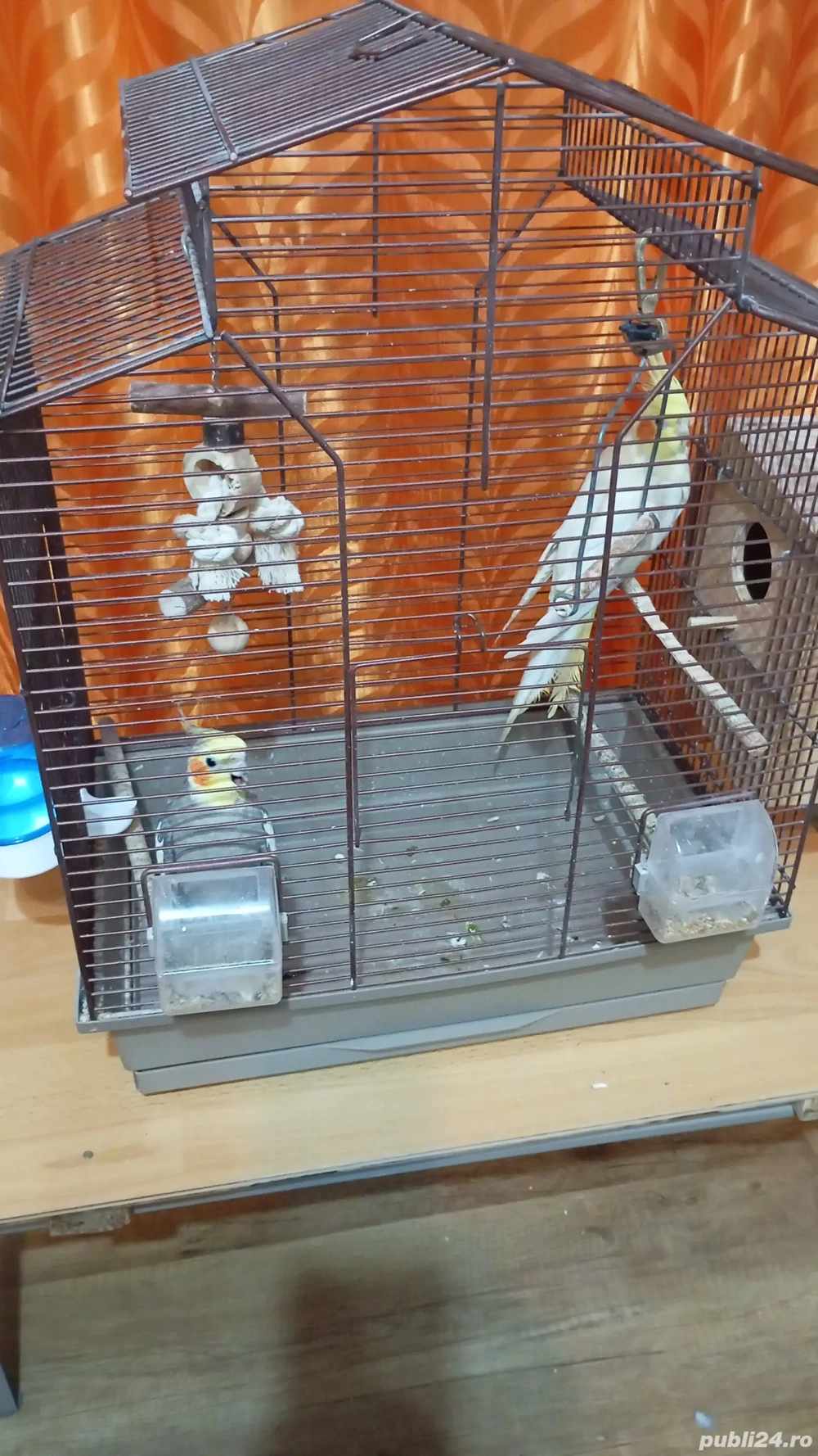 Vând papagali Nimfe