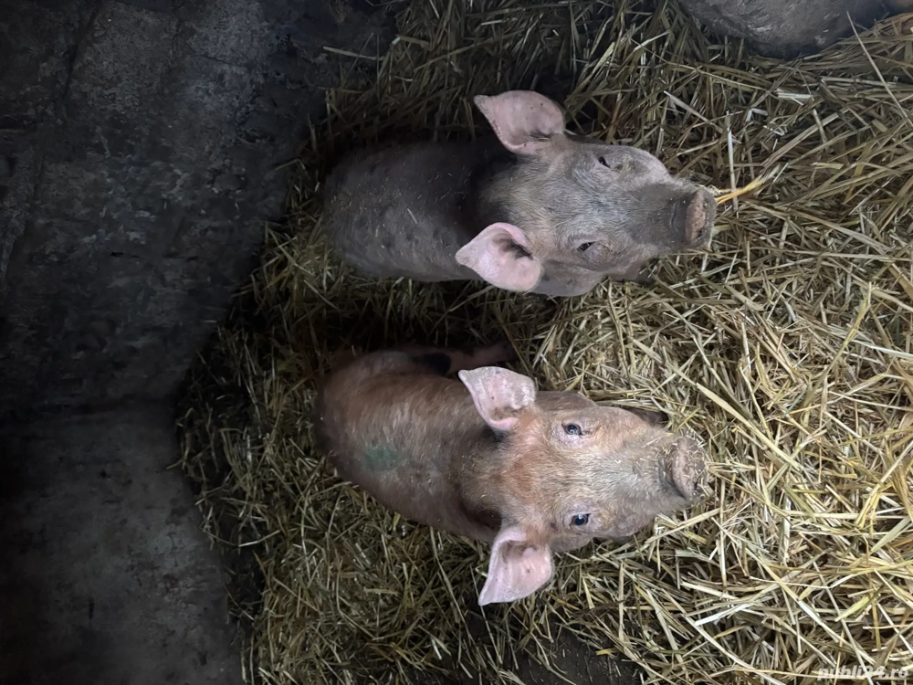 Purcei de vanzare 2 buc 