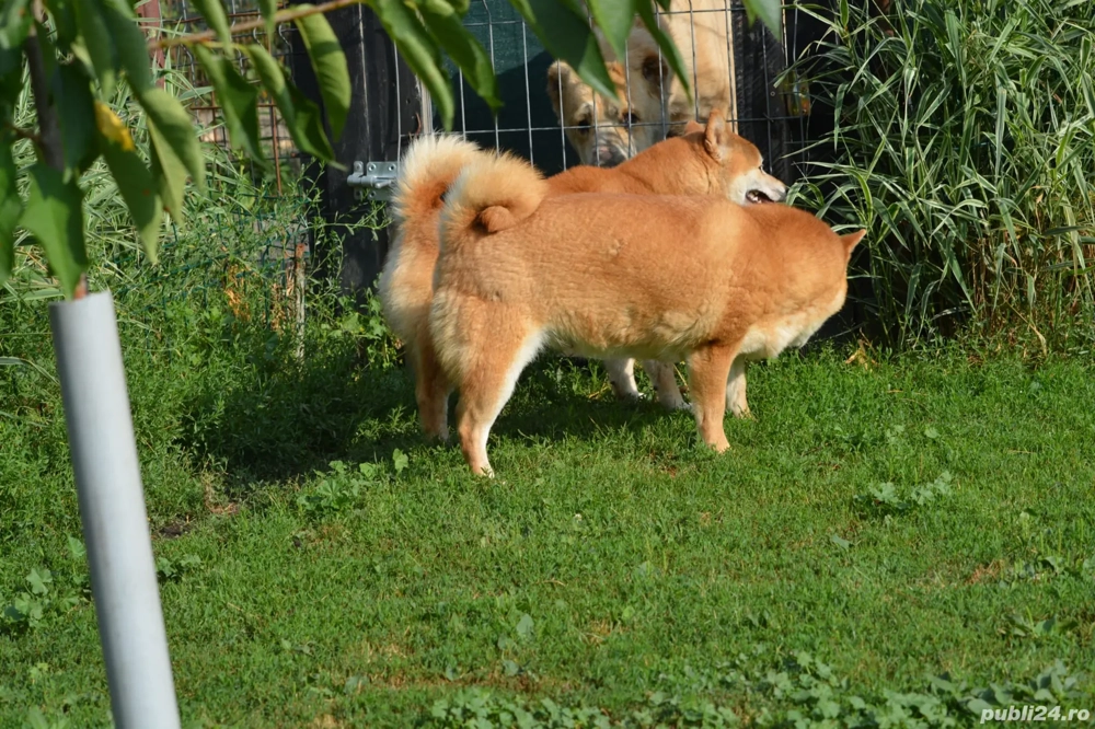 Shiba Inu mascul Femela